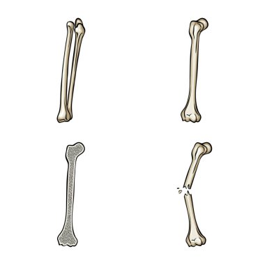Kemik ve iskelet logosu izole nesne. Stok için kemik ve insan vektör simgesi koleksiyonu.
