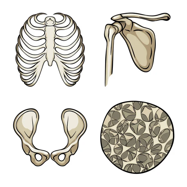 Geïsoleerde object van bot- en skelet teken. Collectie van bot- en menselijke aandelensymbool voor web. — Stockvector