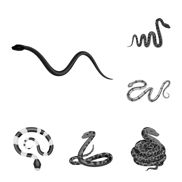 Ilustración vectorial del daño y el logotipo de la mordida. Colección de daño y reptil stock vector ilustración . — Vector de stock