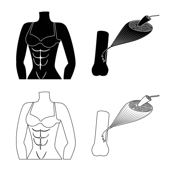 Diseño vectorial de fibra y signo muscular. Colección de fibra y cuerpo símbolo de stock para la web . — Vector de stock