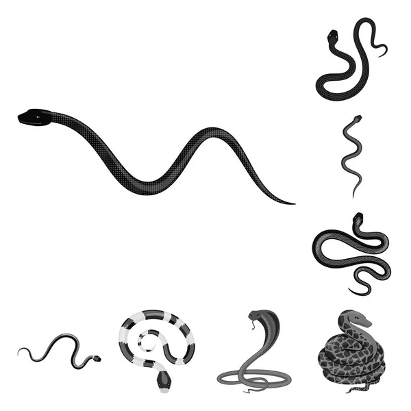 Diseño vectorial del icono de daño y mordida. Conjunto de daño y reptil símbolo de stock para la web . — Archivo Imágenes Vectoriales