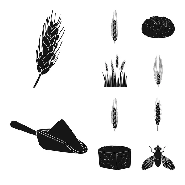 Ilustración vectorial de centeno y símbolo de planta. Colección de centeno y maíz vector icono para stock . — Archivo Imágenes Vectoriales