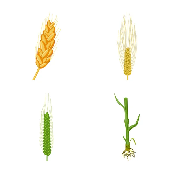 Diseño vectorial de trigo y maíz icono. Conjunto de trigo y vector de cosecha icono para stock . — Vector de stock