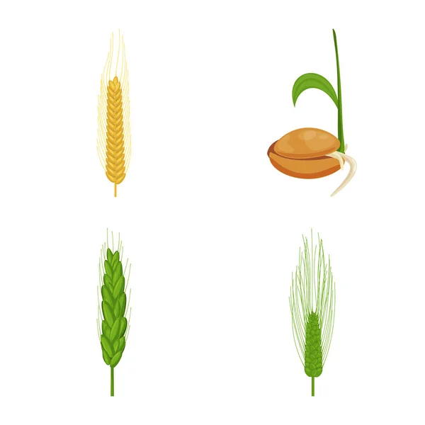 Векторный дизайн логотипа пшеницы и кукурузы. Набор векторных значков пшеницы и урожая для склада . — стоковый вектор