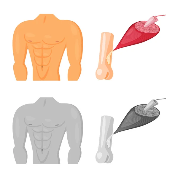 Conception vectorielle de la fibre et de l'icône musculaire. Ensemble d'illustration vectorielle de fibres et de corps . — Image vectorielle