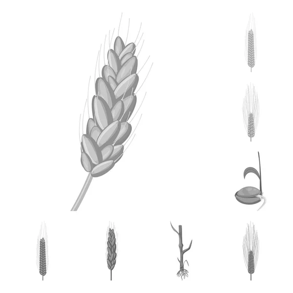 Vektorová ilustrace žita a loga rostlin. Soubor ikon žita a kukuřice na skladě. — Stockový vektor