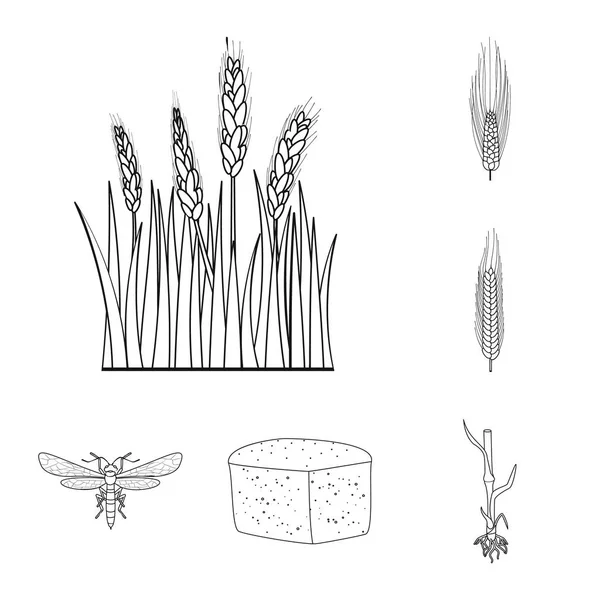 Изолированный объект сельского хозяйства и символ земледелия. Набор векторных иллюстраций для сельского хозяйства и растительного фонда . — стоковый вектор