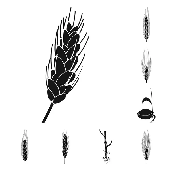 Vector design of rye and plant icon. Set of rye and corn vector icon for stock. — Stock Vector