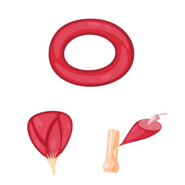 Kas ve hücreleri logosu yalıtılmış nesne. Hisse senedi için kas ve anatomi vektör simge kümesi.