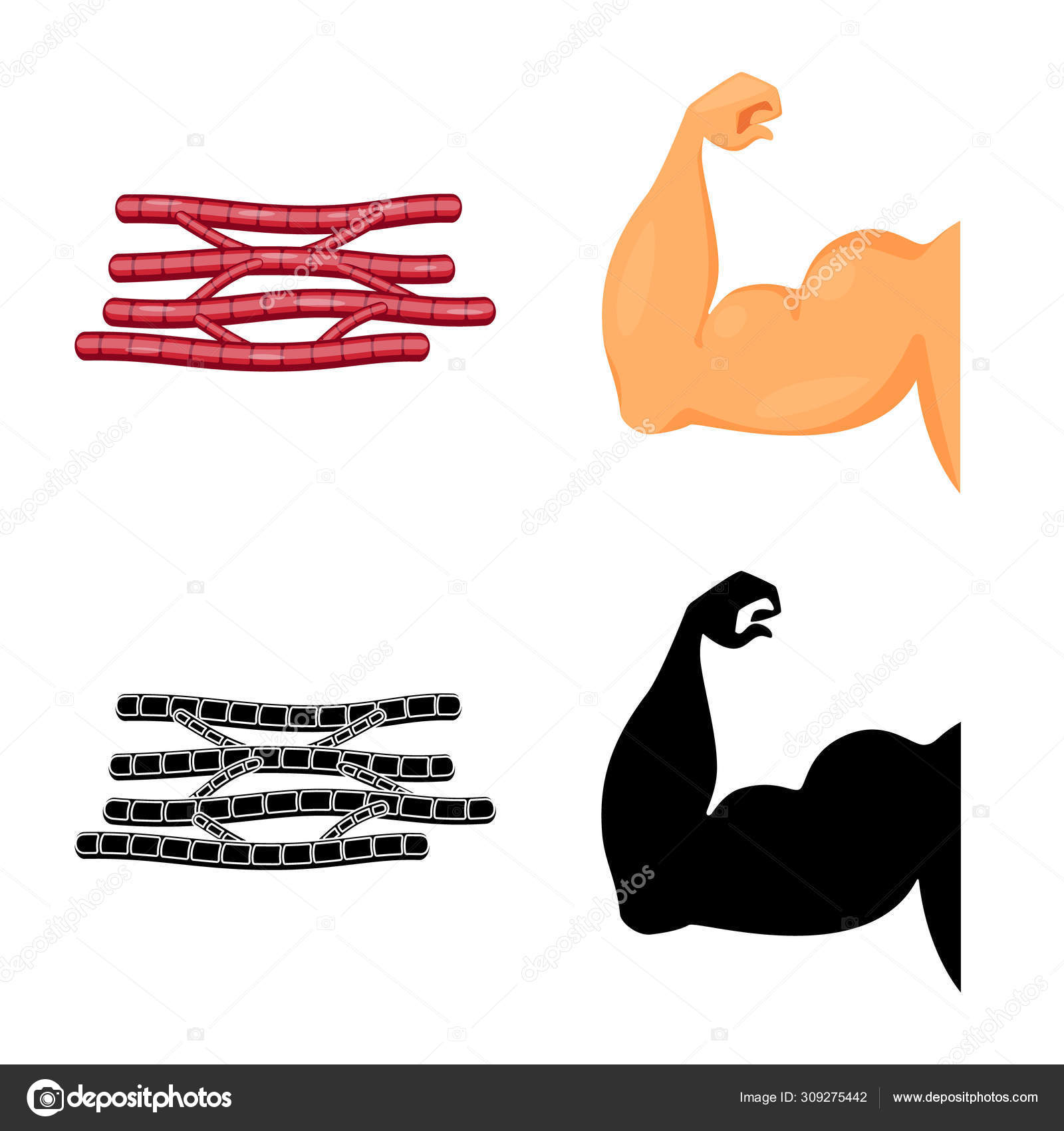 Abs muscle icon outline vector. Muscular arm. Strength fiber Stock