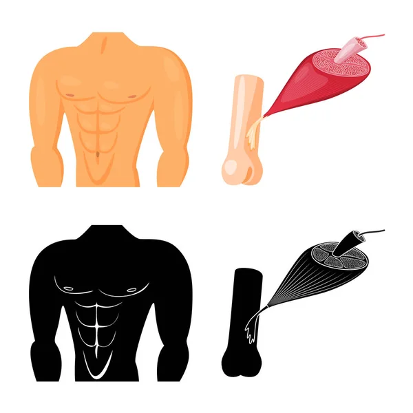 Ilustración vectorial de fibra y símbolo muscular. Colección de fibra y cuerpo icono vectorial para stock . — Vector de stock