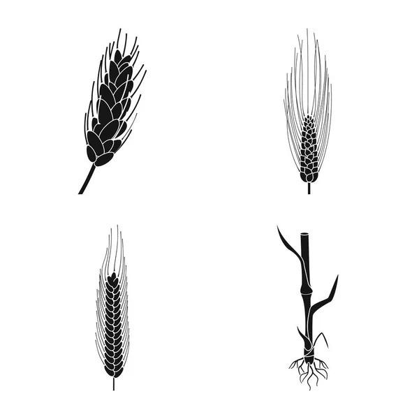 黑麦和植物标志的矢量插图。一套黑麦和玉米股票符号为网络. — 图库矢量图片