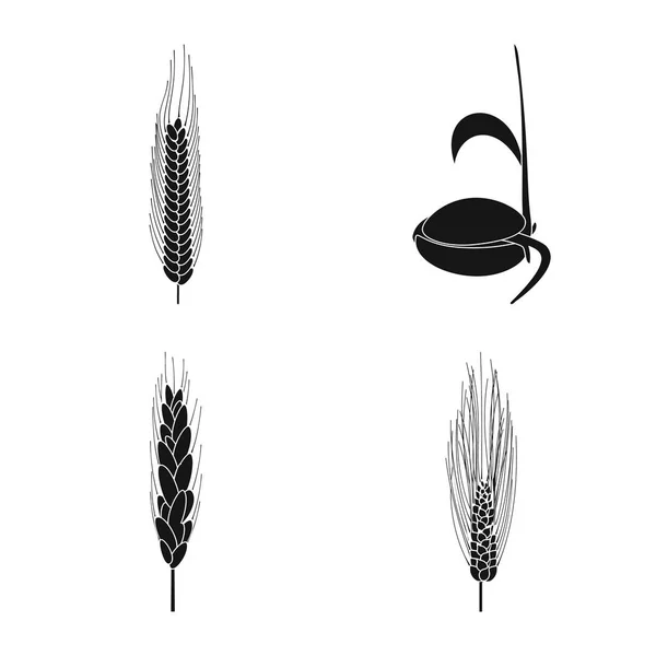 Isolerade objekt av råg och växt symbol. Samling av råg och majs lager vektorillustration. — Stock vektor