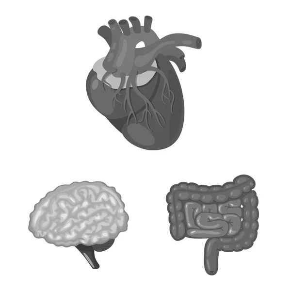 Objeto isolado de ícone interno e médico. Conjunto de ilustração vetorial interna e de saúde . —  Vetores de Stock