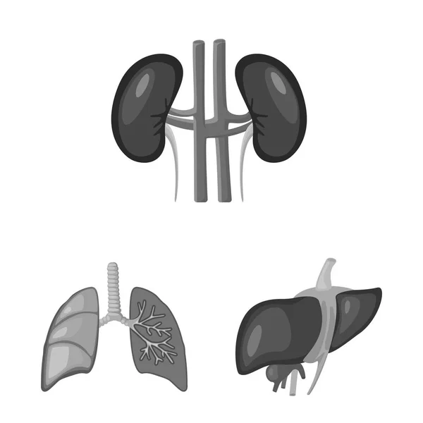 Ilustração vetorial do sinal médico e interno. Coleta de ilustração vetorial interna e de saúde . — Vetor de Stock