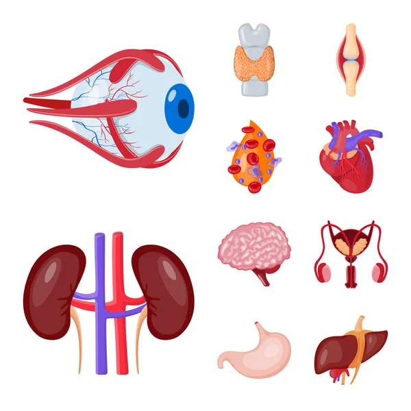 Na białym tle obiekt ikony anatomii i narządów. Anatomia i medycznych Stockowa ilustracja wektorowa. — Wektor stockowy