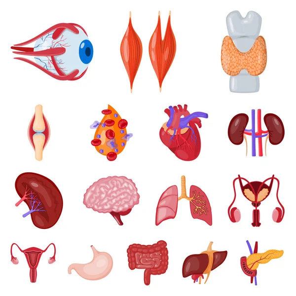 Design vettoriale dell'anatomia e del logo degli organi. Set di anatomia e illustrazione vettoriale stock medico . — Vettoriale Stock