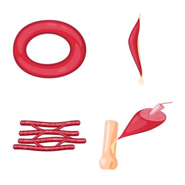 Kas ve hücre sembolü vektör tasarımı. Kas ve anatomi stok vektör illüstrasyon koleksiyonu.