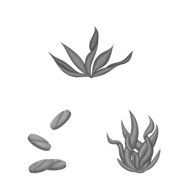 Vektordesign von Pflanzen und Unkrautsymbol. Set von Pflanzen und Meeresvektorsymbolen für Aktien. — Stockvektor