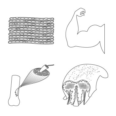 Lif ve kas logo vektör tasarımı. Set elyaf ve vücut hisse senedi vektör çizim.