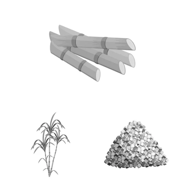 Objet isolé de canne à sucre et signe de canne. Ensemble de symbole de canne à sucre et de stock de champ pour le web . — Image vectorielle