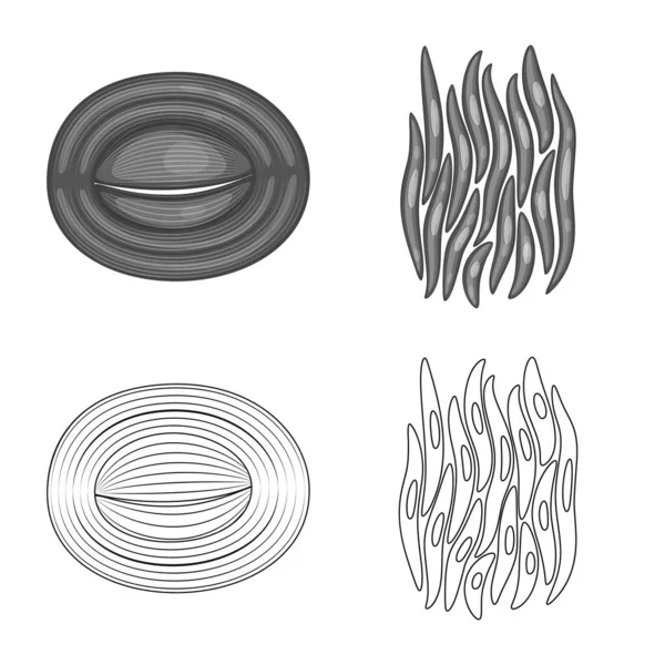 Векторный дизайн волокна и мышечного логотипа. Коллекция волокна и символа запаса тела для веб . — стоковый вектор