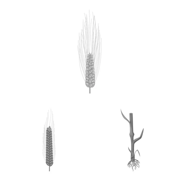 Objet isolé de seigle et icône de la plante. Ensemble d'icône vectorielle de seigle et de maïs pour stock . — Image vectorielle