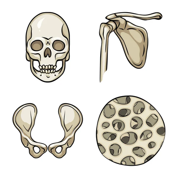Diseño vectorial de hueso y esqueleto icono. Conjunto de hueso y símbolo de stock humano para web . — Archivo Imágenes Vectoriales