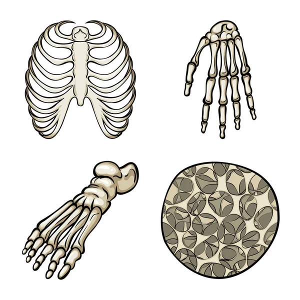 Kemik ve iskelet sembolü yalıtılmış nesne. Kemik ve insan stok vektör çizim. — Stok Vektör