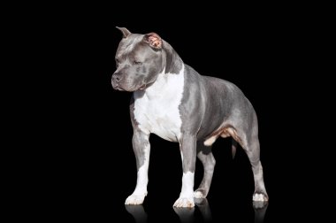 Siyah arka plan üzerine izole gri kas köpek Amerikan Staffordshire Terrier doğurmak