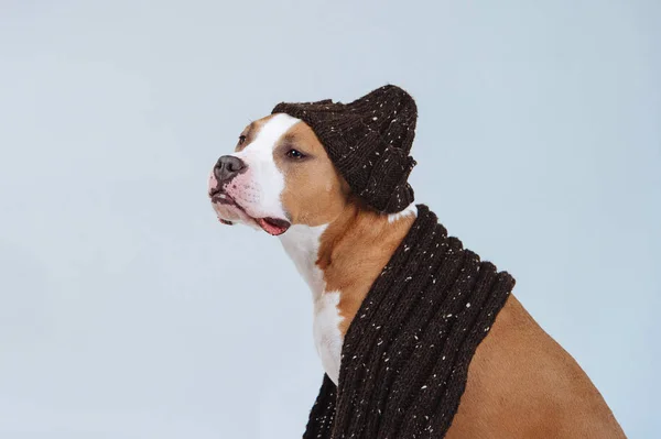 Köpek sıcak şapka ve atkı gri bir arka plan üzerinde.