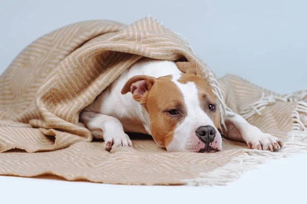 Kırmızı köpek battaniye ile örtülü. Bir battaniyenin altında istirahat evde beslenen hayvan.
