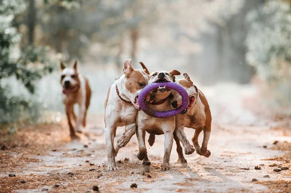 Grupo Cães Corre Parque Brinca Com Brinquedo Juntos American Staffordshire — Fotografia de Stock