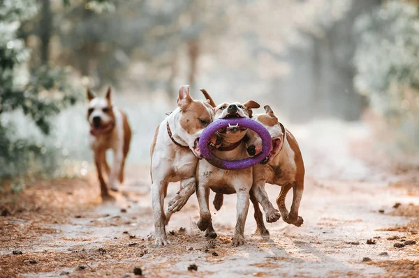 Köpekler bir grup parkta çalıştırın ve oyuncak ile birlikte oynamak. Amerikan Staffordshire Terrier aile