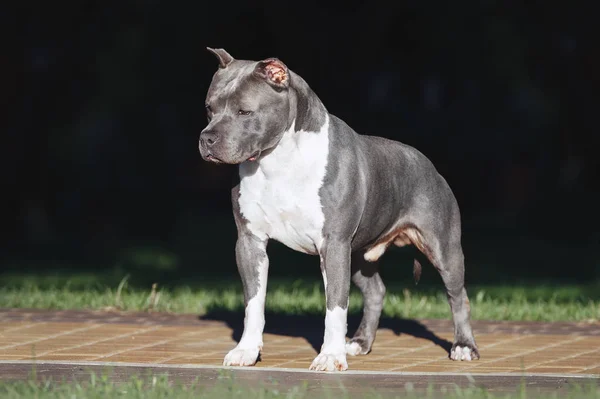 Grauer Muskulöser Hund Amerikanischer Staffordshire Terrier Rasse Isoliert Auf Schwarzem — Stockfoto