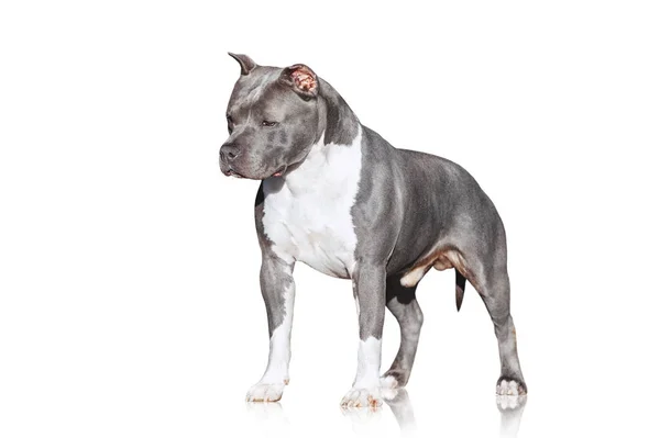 白い背景に分離された灰色筋肉犬アメリカン スタッフォードシャー テリア — ストック写真