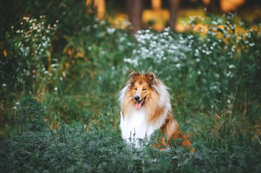 Kabarık collie ırkı köpek çiçek açan otların arasında oturur. Kırmızı bir peluş köpek portresi