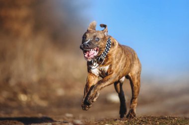 Bir köpek yavrusu yakın çekim portresi. Köpek Amerikan Staffordshire Terrier doğurmak mutlu açık ağzı ile bulanık bir arka plan üzerinde çalışır