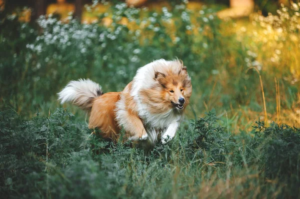 Fluffy Collie Breed Dog Runs Gallop Blooming Grass — Stock Photo, Image