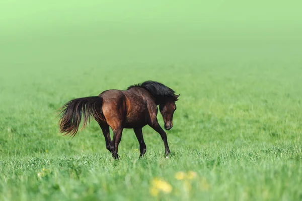 Vackra Bukten Bakgrund Hoppar Ett Fält Frihet Bakgrunden Grönt Gräs — Stockfoto