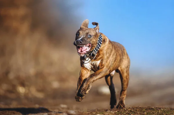 小狗特写镜头的肖像 狗美国人斯塔福德郡泰瑞尔品种快乐跑在一个模糊的背景与张开嘴 — 图库照片