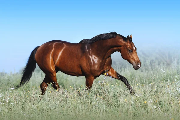一匹美丽的海湾马在蓝天的映衬下跳下 运动马的锻炼 种马自由奔跑 — 图库照片