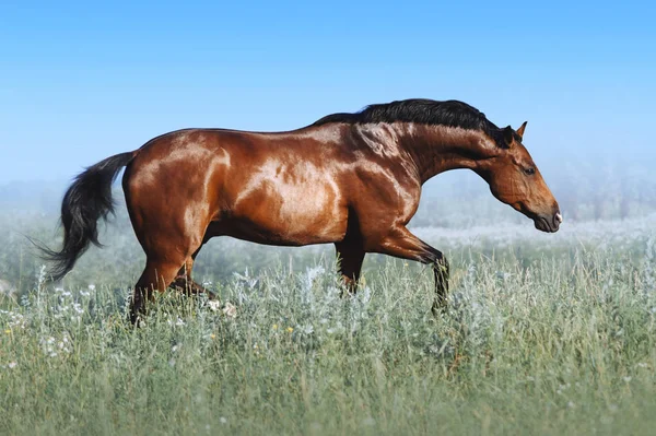 Beautiful Bay Horse Jumps Field Blue Sky Exercise Sports Horse — Stock Photo, Image