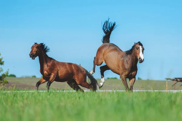 Two horses fight in the field. Horse beats back legs. Dangerous animal. Fight horses