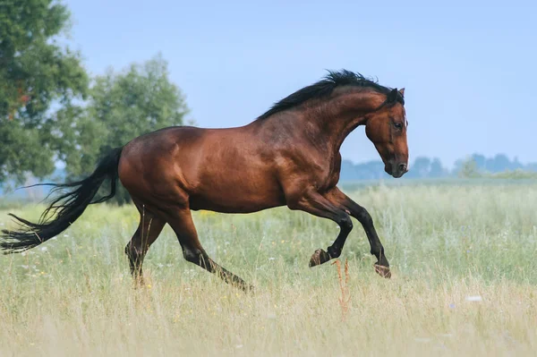 一匹美丽的海湾马在蓝天的映衬下跳下 运动马的锻炼 种马自由奔跑 — 图库照片