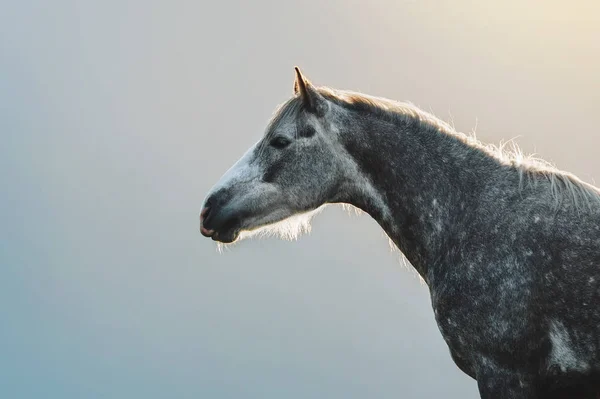 Retrato Cavalo Cinza Maçãs Contexto Montanhas — Fotografia de Stock