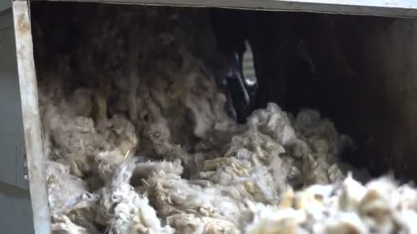 Lavage et préparation de la laine pour la production de dessus — Video