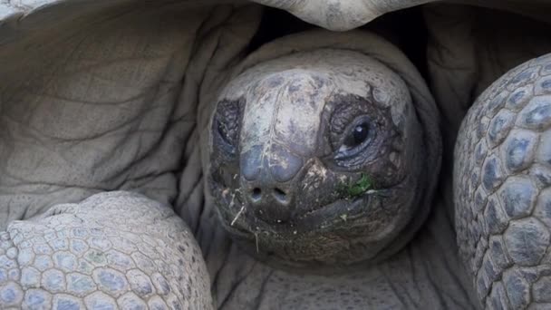 Alte Landschildkröte, die auf der Insel lebt 4 — Stockvideo