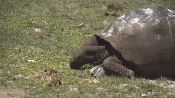 Vieja tortuga terrestre que vive en la isla — Vídeos de Stock