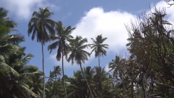 Gökyüzüne veya denize karşı palmiye ağaçları 6 — Stok video